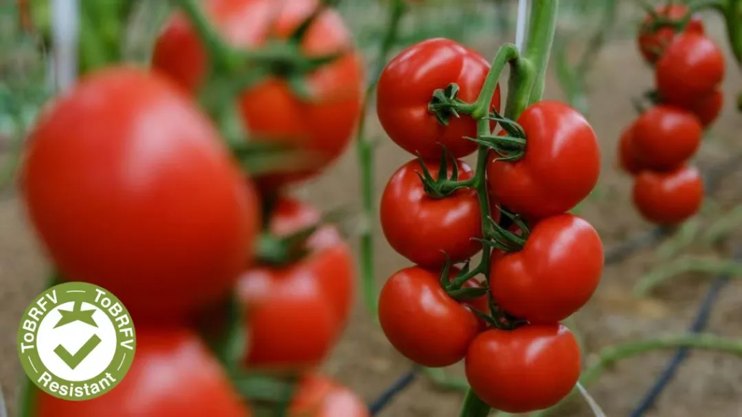 97国际-至尊品牌,源于诺言