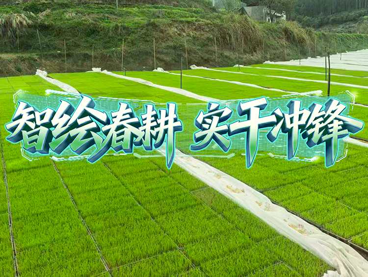 媒体聚焦 | 春耕一线探新景，，，，，，，，育秧育种新升级